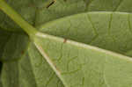 Hedge false bindweed